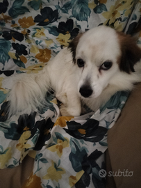 Gratis dolce cagnolino