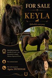 Splendida mini pony morella