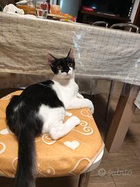 gattini bianco e neri