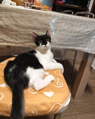 gattini bianco e neri