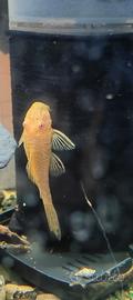 Ancistrus Gold pesci pulitori pleco acquario
