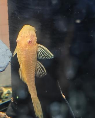 Ancistrus Gold pesci pulitori pleco acquario
