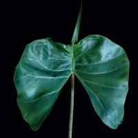 alocasia cucullata mycorrhiza