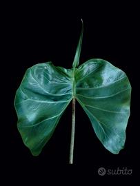 alocasia cucullata mycorrhiza