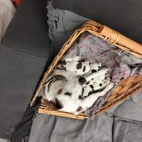 Cuccioli disponibili