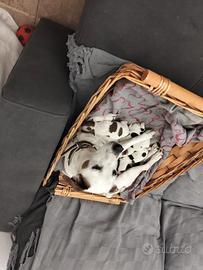 Cuccioli disponibili