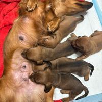 Cuccioli di bassotto