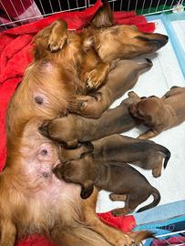 Cuccioli di bassotto