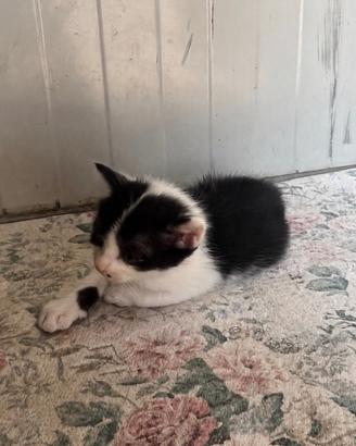 Gatto gattino micio