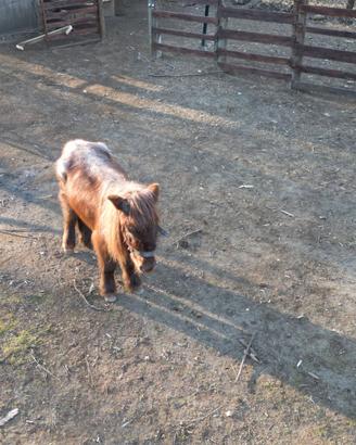 Pony