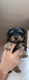 Yorkshire mini