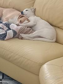 In adozione mamma e cucciolo inseparabili