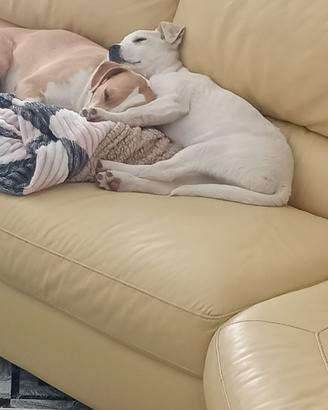 In adozione mamma e cucciolo inseparabili