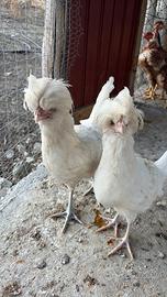 Galline ornamentali