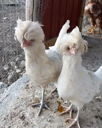 Galline ornamentali