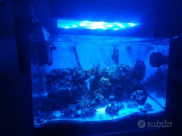 acquario marino 