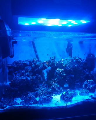 acquario marino 