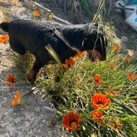 Jagd terrier