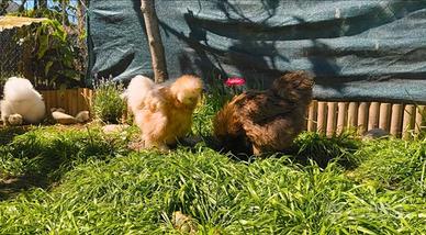 Galline moroseta