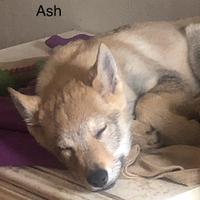 Cecoslovacco maschio cucciolo