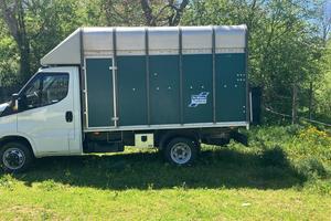 DAILY TRASPORTO ANIMALI VIVI