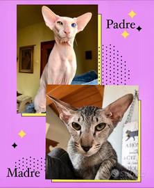 Raro Cucciolo di razza Peterbald Sphynx