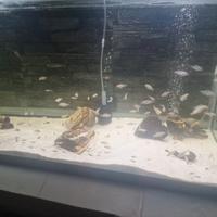 ACQUARIO 140 X 40 X 50