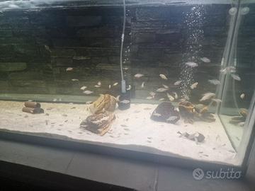 ACQUARIO 140 X 40 X 50