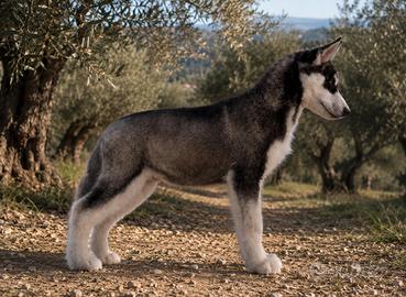 Cucciolo Siberian Husky