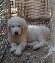 Pastore abruzzese cucciolo maschio