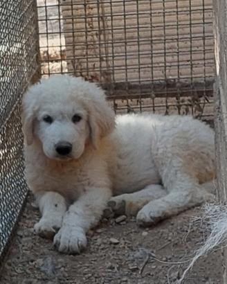 Pastore abruzzese cucciolo maschio