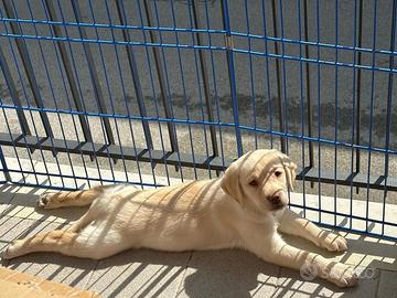 Cucciola di Labrador