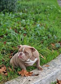 American bully