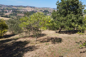 Terreno agricolo panoramico e alberato
