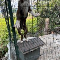 Cucciolo di segugio maremmano