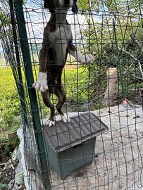 Cucciolo di segugio maremmano