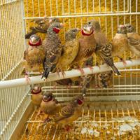 Diamante gola tagliata uccelli esotici