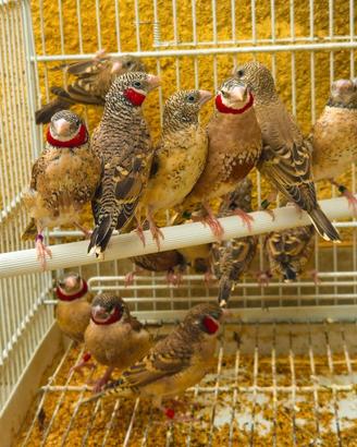 Diamante gola tagliata uccelli esotici