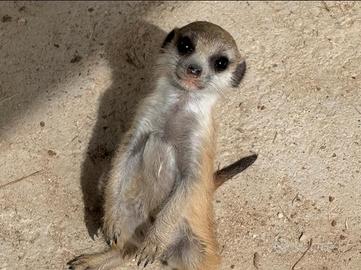 Baby Suricato
