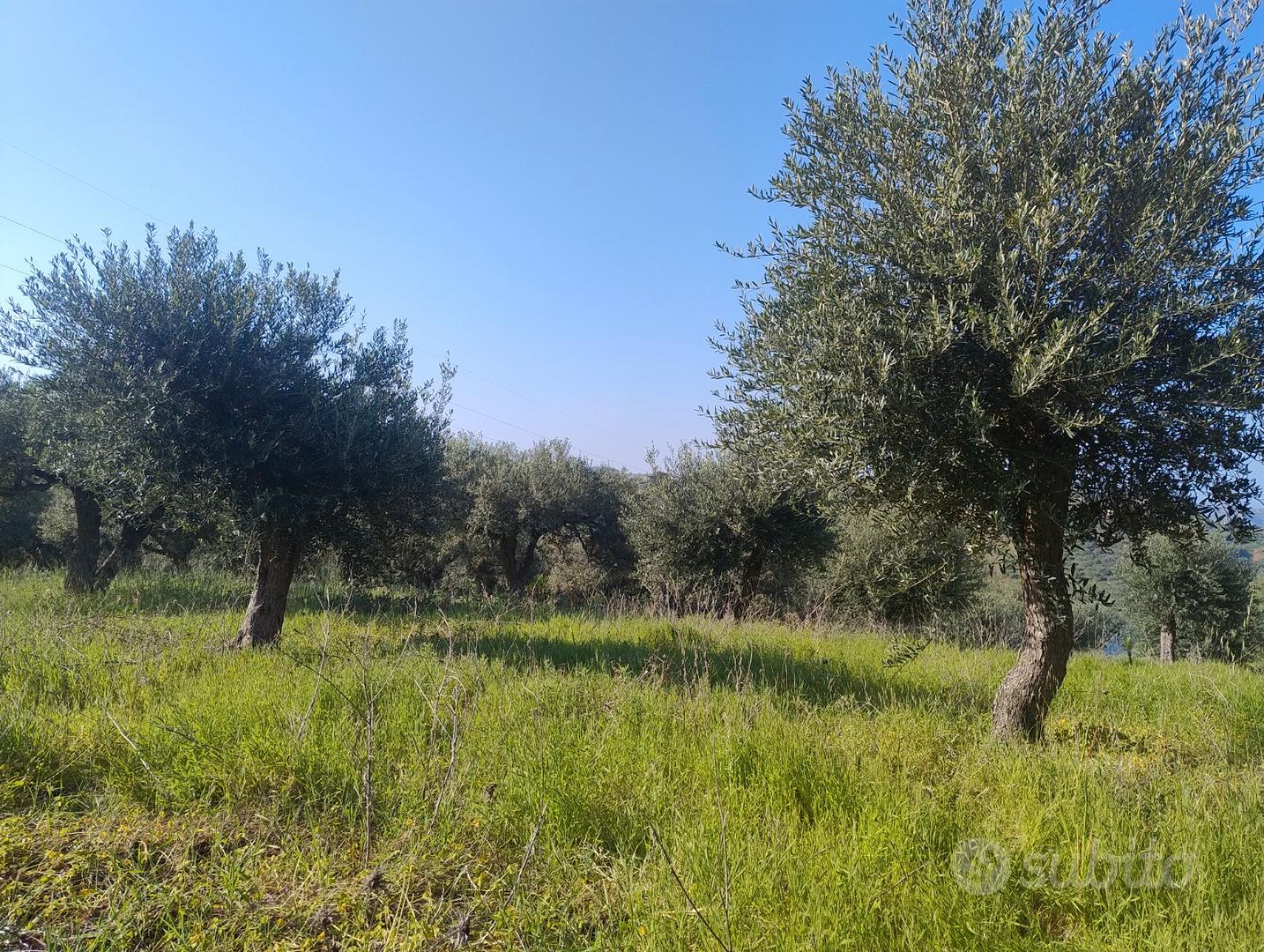 Terreno agricolo - Vista 5