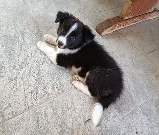Cucciola di Border Collie