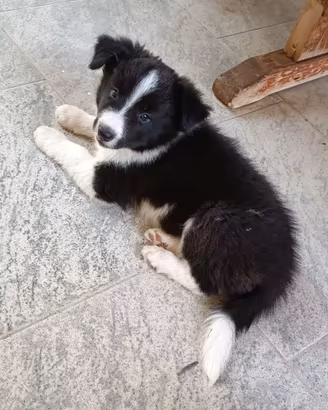 Cucciola di Border Collie