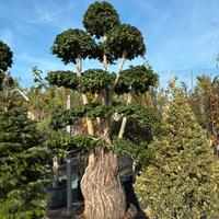 Piante di bonsai ulivi