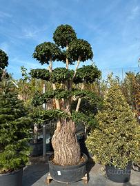 Piante di bonsai ulivi