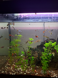 Guppy colori rari, show e tiger