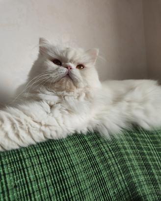 Gatto disponibile per monta