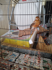 Canarino anellato FOI 2024