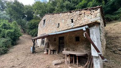 Vendita Metato con Oliveto