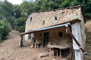 Vendita Metato con Oliveto