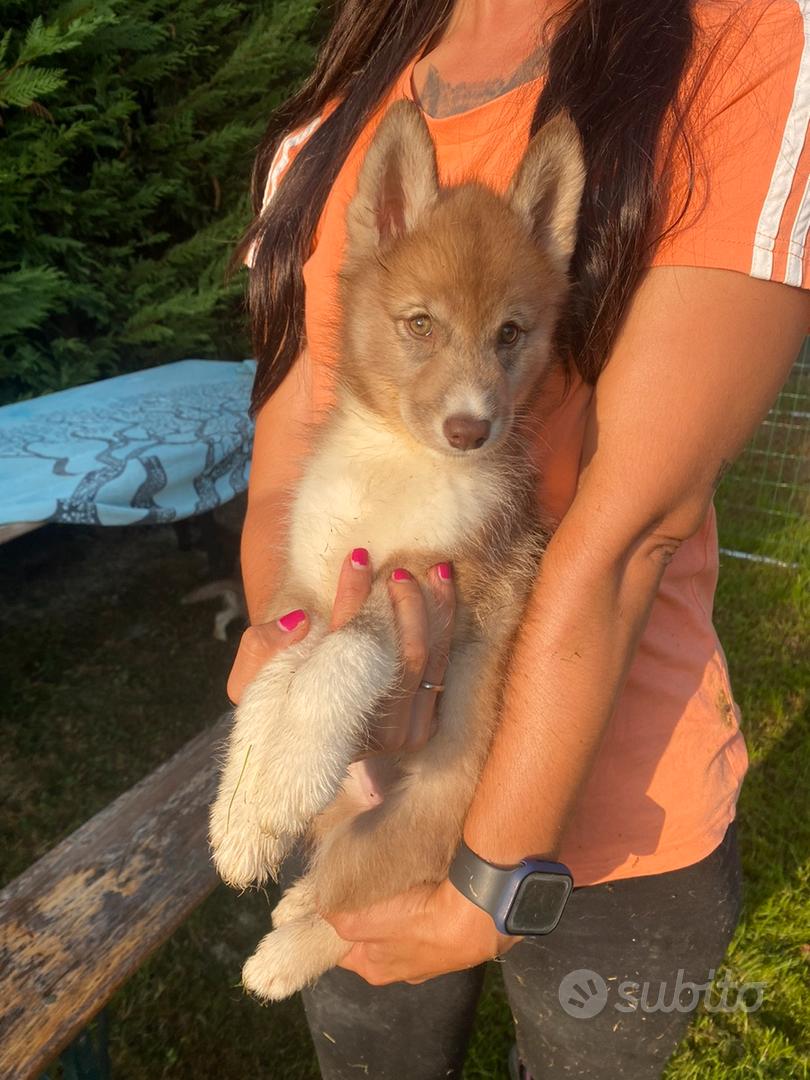 cucciolo di mix di coyote husky